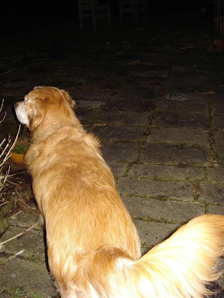 Golden retriever Viktor - Ud i haven uuhh det er mørkt xD billede 4