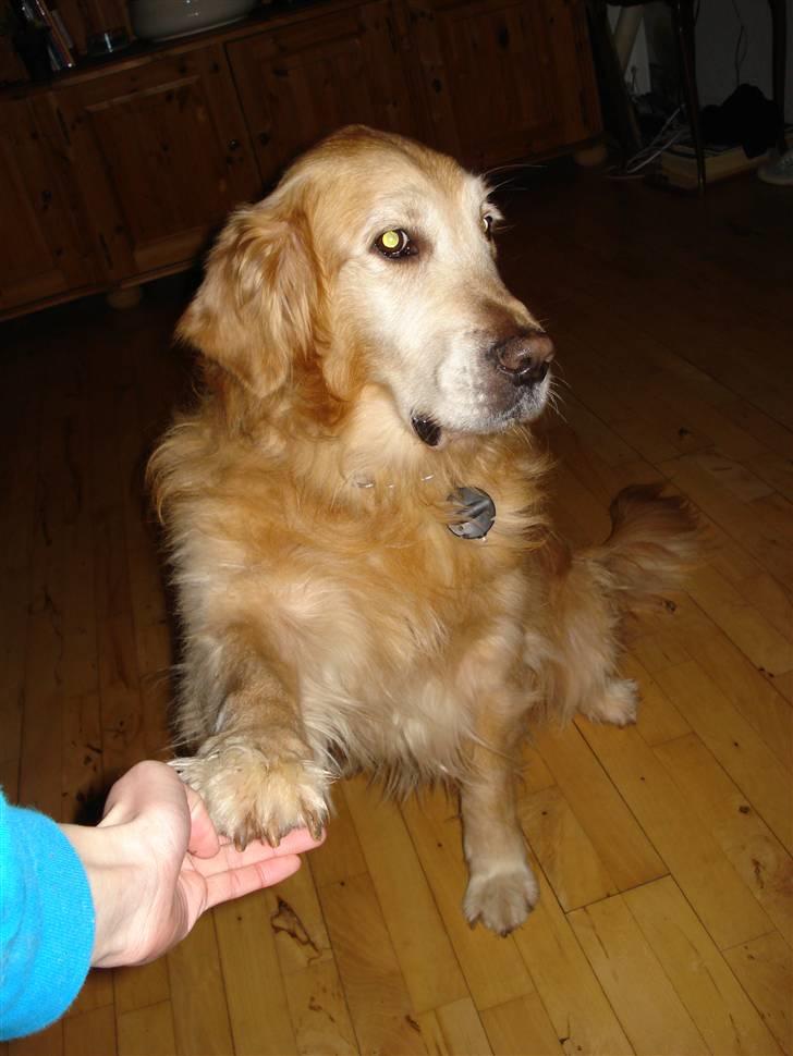 Golden retriever Viktor - Pote? :P billede 5