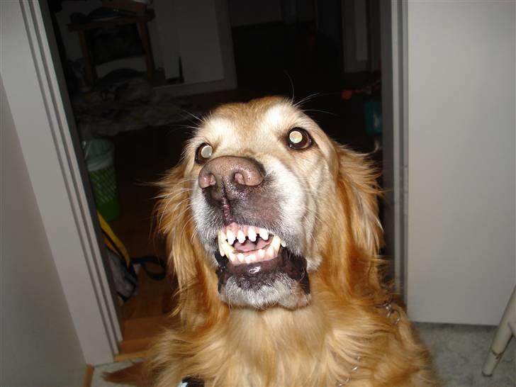 Golden retriever Viktor - Smile slet ikke ondt ment at elsker bare at smile xD billede 6