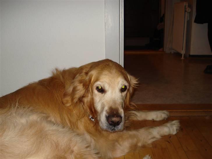 Golden retriever Viktor - Trææt ! zZZZZ billede 7