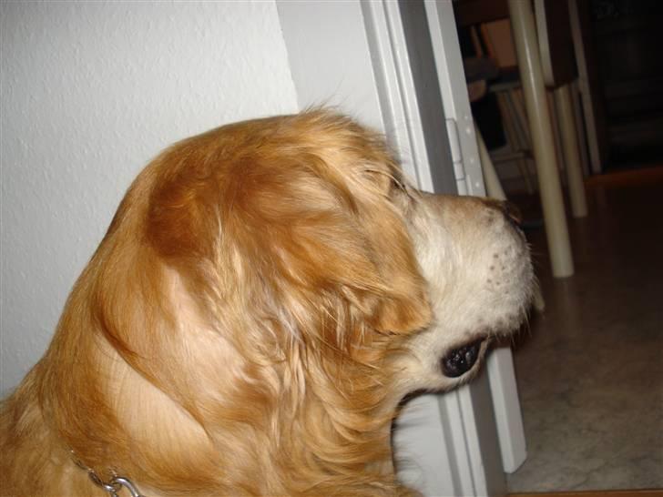 Golden retriever Viktor - Hvad laver du? :P billede 8