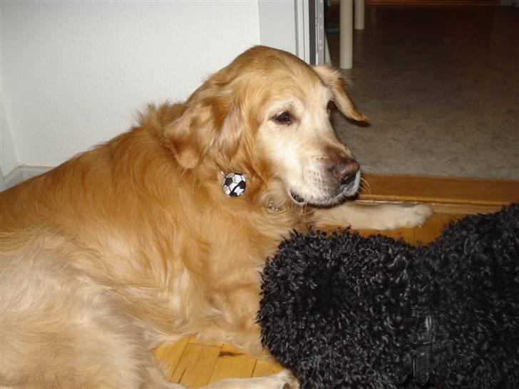 Golden retriever Viktor - Zaco som bare skal drille hele tiden xD billede 9