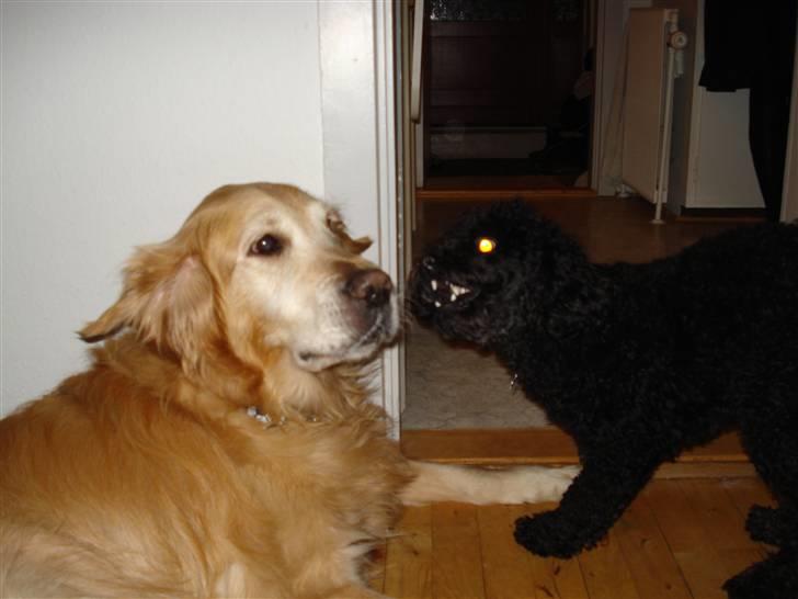 Golden retriever Viktor - Drillesyge zaco xD billede 10