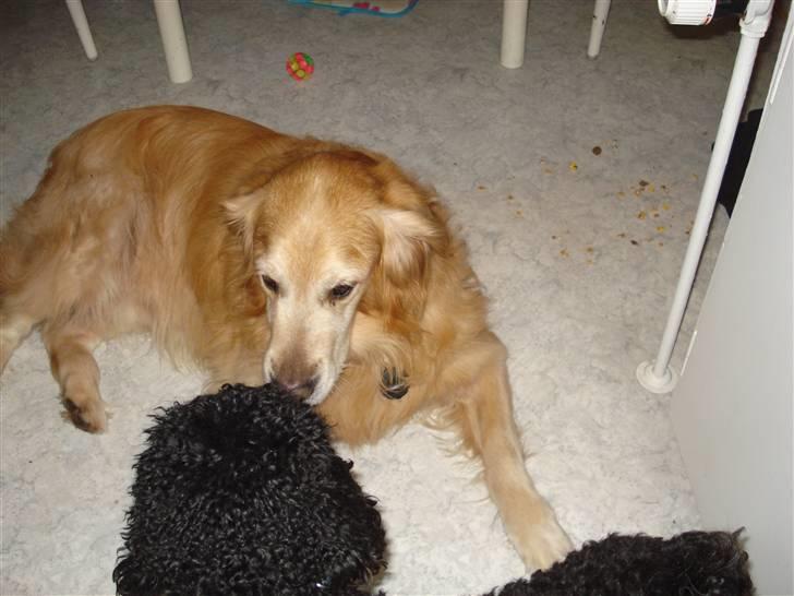 Golden retriever Viktor - igen xD billede 11
