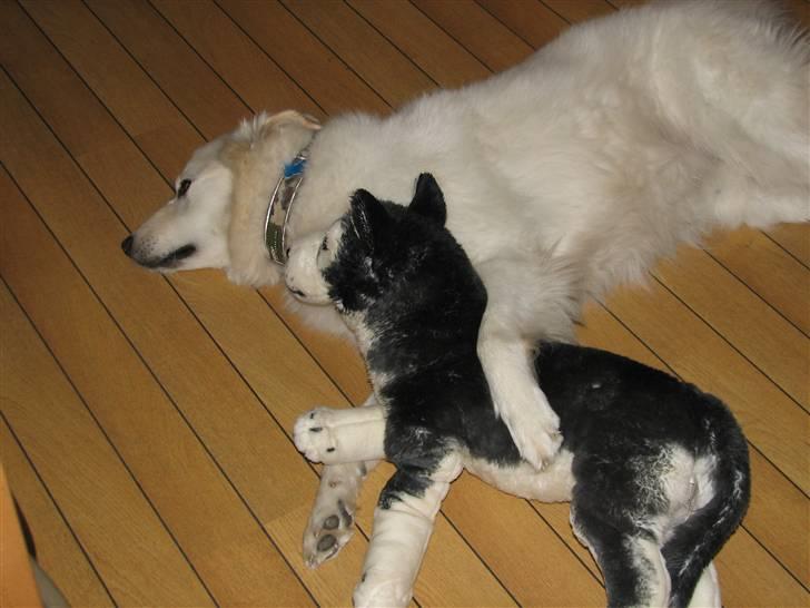 Blanding af racer Bonzo - Putter lige med min bamse billede 13