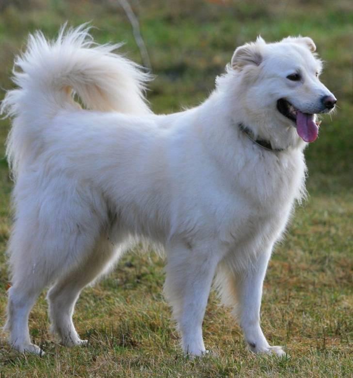 Blanding af racer Bonzo billede 14