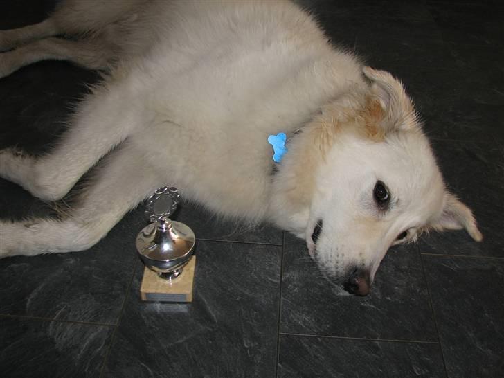 Blanding af racer Bonzo - Jeg har vundet en pokal, så er meget træt billede 15