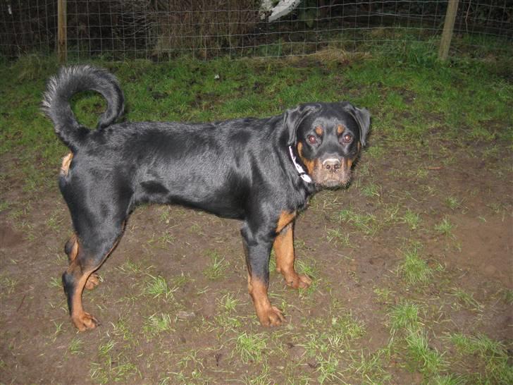 Rottweiler Bella *MIT ET & ALT* *R.I.P*  - Blev jeg nu opdaget, undskyld mor jeg har ikk gravet ting ned i haven (: billede 9