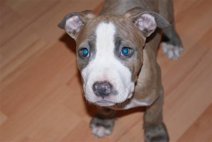 Amerikansk staffordshire terrier Max billede 1