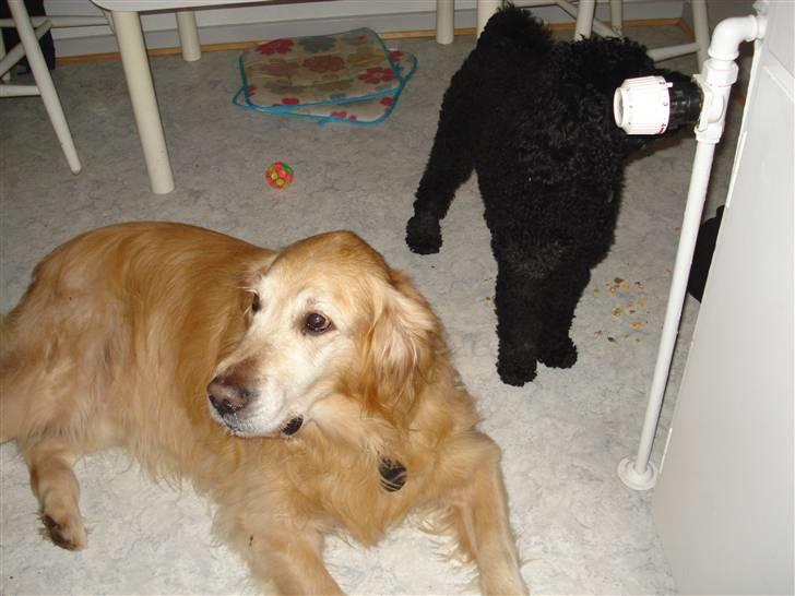 Golden retriever Viktor - mad? :) billede 12