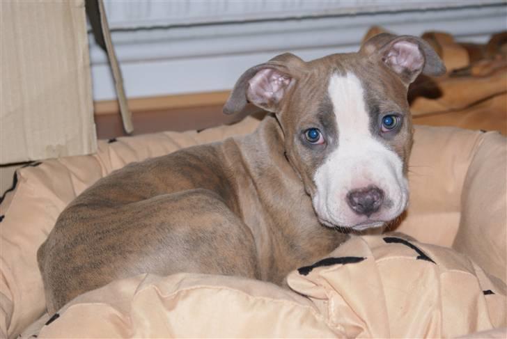 Amerikansk staffordshire terrier Max billede 2