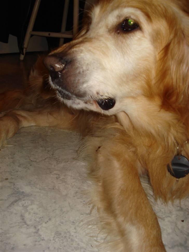 Golden retriever Viktor - På vej til at smile xD billede 13