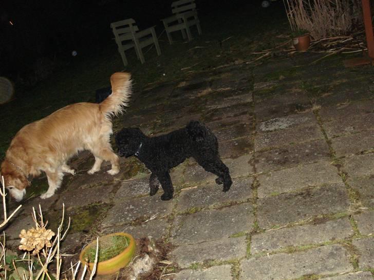 Golden retriever Viktor - Dejligt udenfor :P billede 14