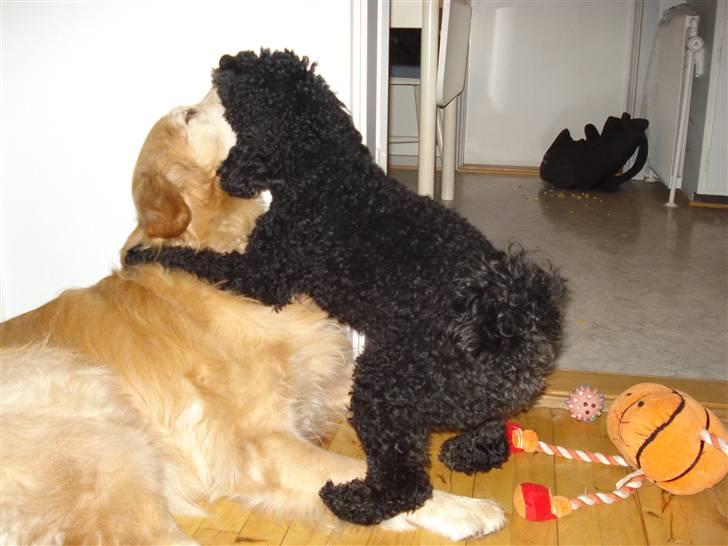 Golden retriever Viktor - Zaco dog , Viktor skal bare overfaldes hele tiden xD billede 15