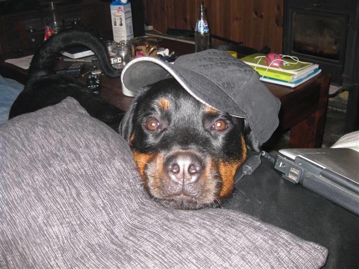 Rottweiler Bella *MIT ET & ALT* *R.I.P*  - Se hvor smart jeg er :D billede 10