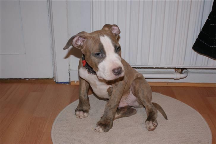 Amerikansk staffordshire terrier Max billede 3