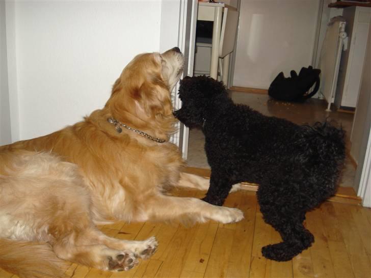 Golden retriever Viktor - Og Igen ! xD billede 16