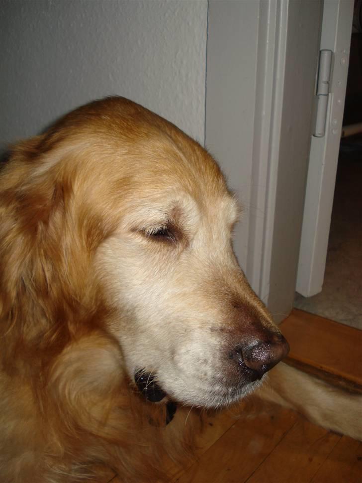 Golden retriever Viktor - Så er man vist ved at være lidt træt zzZZZ billede 17