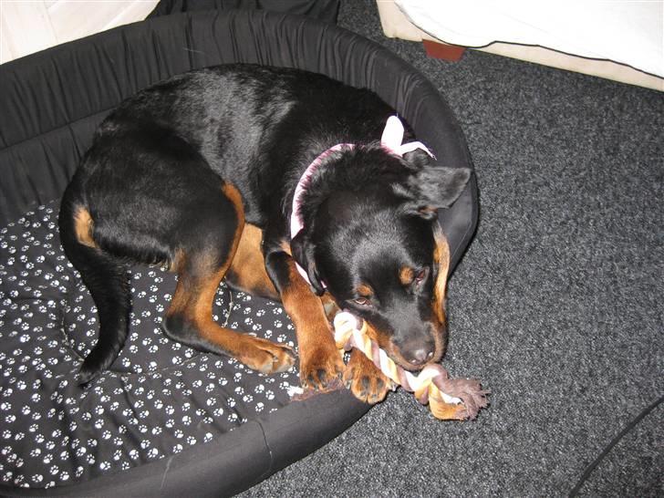 Rottweiler Bella *MIT ET & ALT* *R.I.P*  - Lægger i min dejlige kurv billede 12