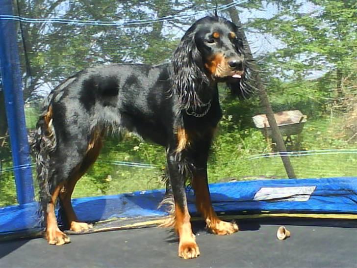 Gordon setter jacky... love she!!! <3 - Verdens bedste!  trampolin hund??? billede 1