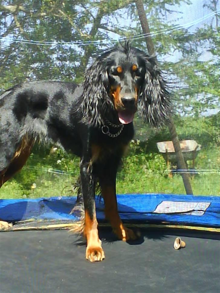Gordon setter jacky... love she!!! <3 - ha ha! det er sjóóóvt... billede 2