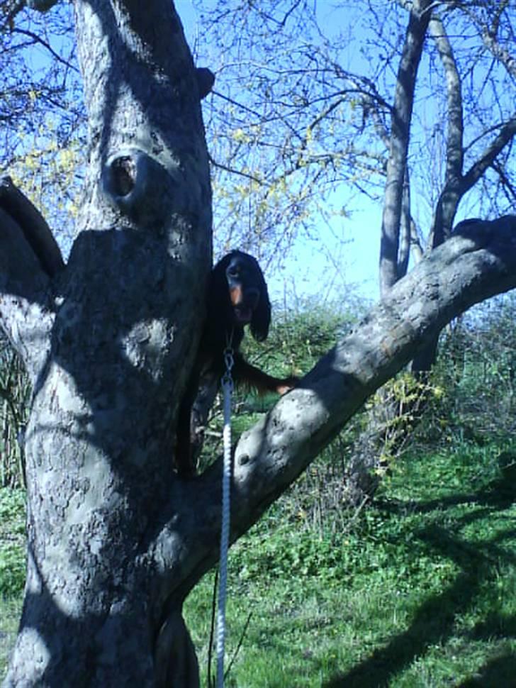 Gordon setter jacky... love she!!! <3 - dúú kán íkké fánqé mííq... na na na billede 3