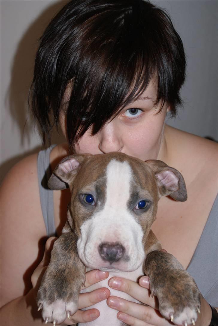 Amerikansk staffordshire terrier Max billede 4