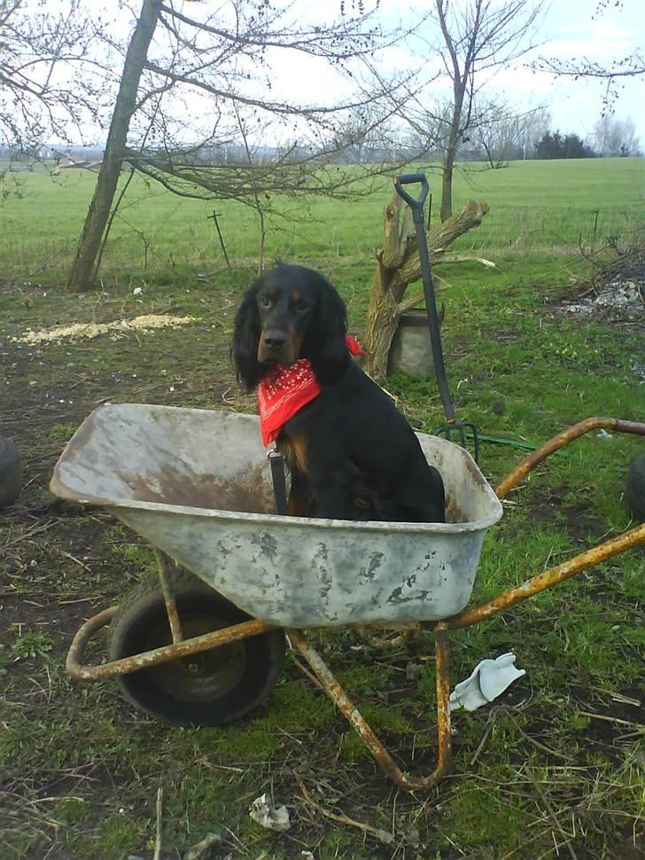 Gordon setter jacky... love she!!! <3 - jubiiiiii nu går det jo bare der ud af:) skynd dig at kørere igen det er jo sjovtttt:) billede 4