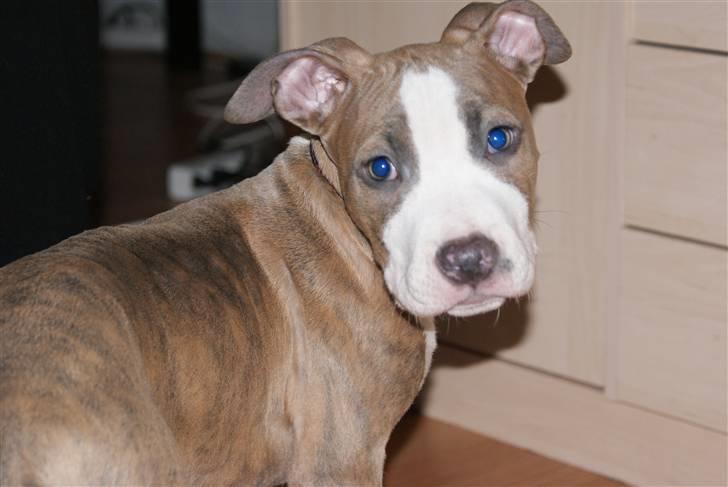 Amerikansk staffordshire terrier Max billede 5
