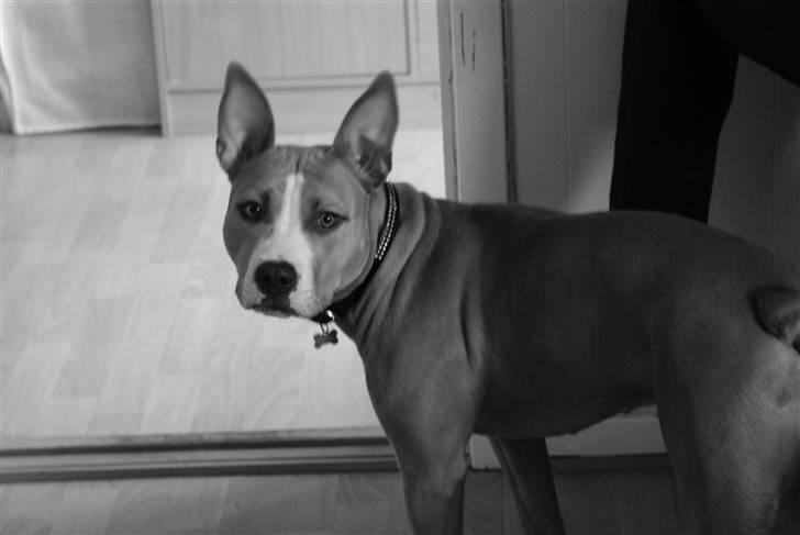 Amerikansk staffordshire terrier Freya - damn serious billede 18