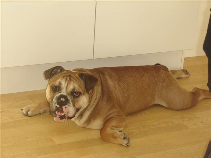 Engelsk bulldog Boris billede 1