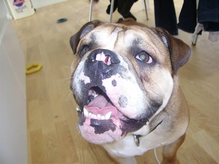 Engelsk bulldog Boris billede 2