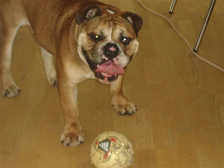 Engelsk bulldog Boris billede 4