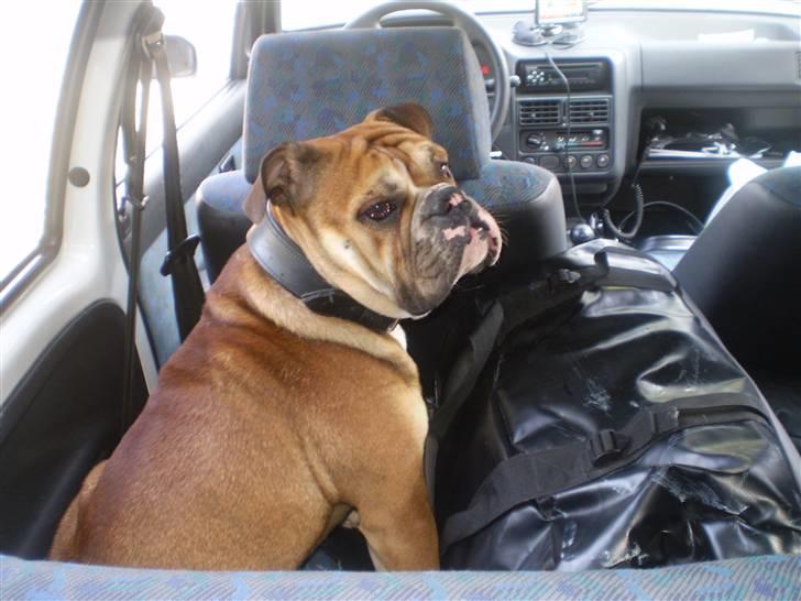 Engelsk bulldog Boris billede 5