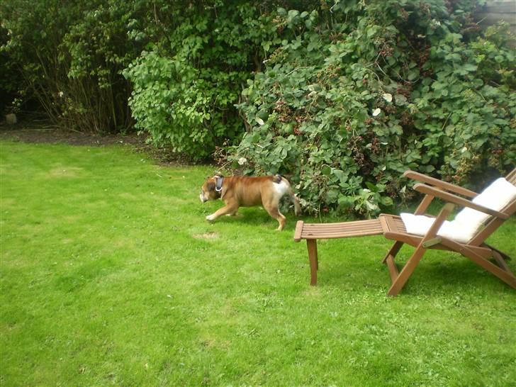 Engelsk bulldog Boris billede 7