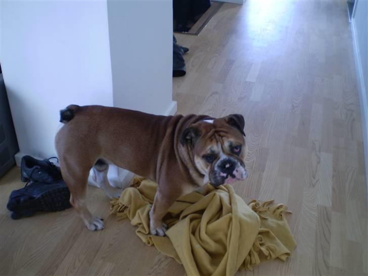 Engelsk bulldog Boris billede 8