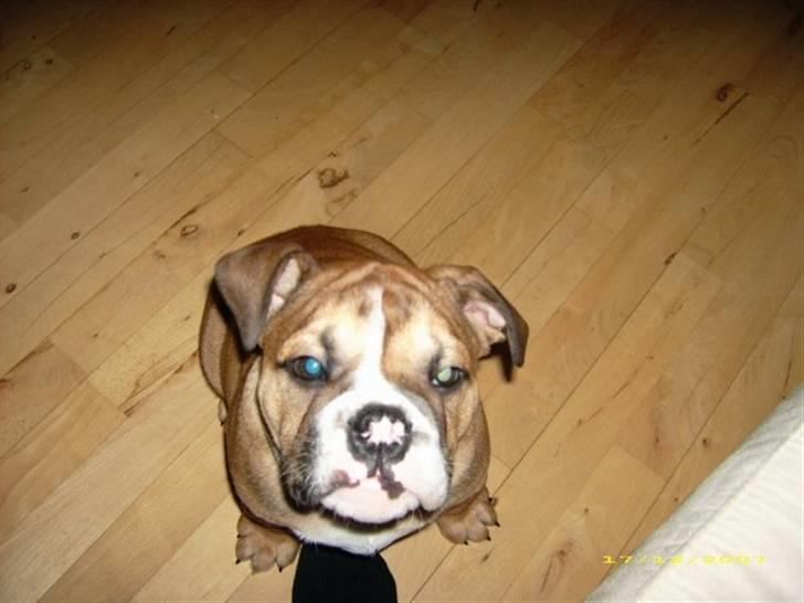 Engelsk bulldog Boris billede 9