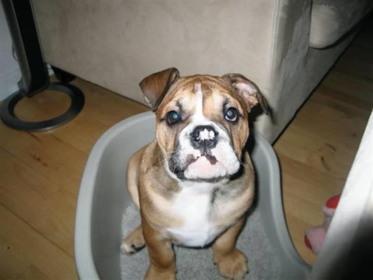 Engelsk bulldog Boris billede 10