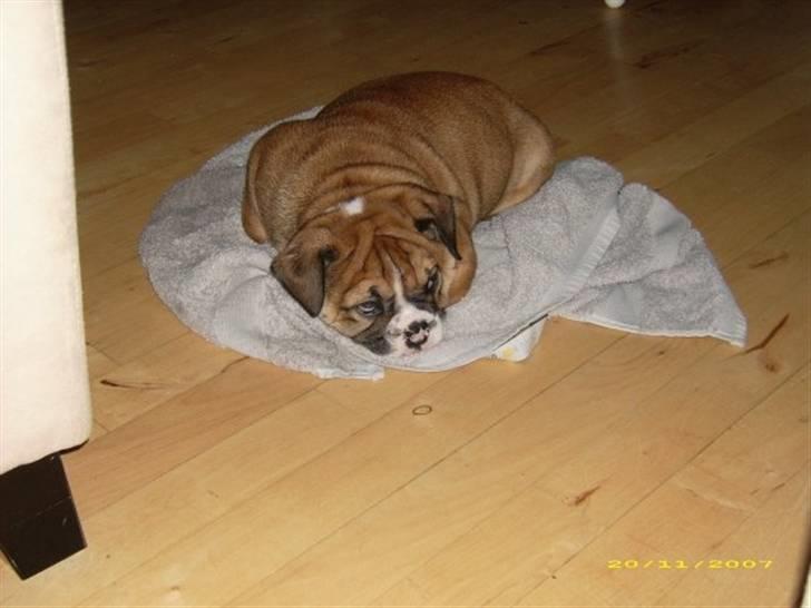 Engelsk bulldog Boris billede 11