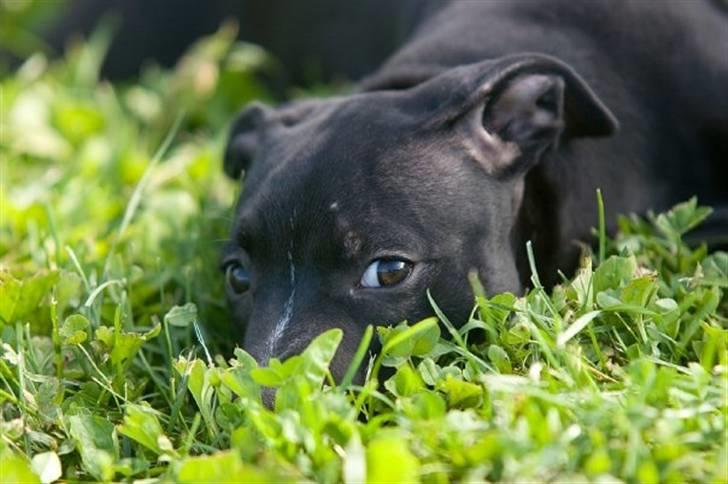 Staffordshire bull terrier Lusty Liza *Solgt* billede 13