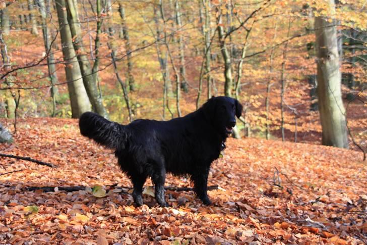 Flat coated retriever Nikka - Smuk hund i smukke omgivelser! billede 11
