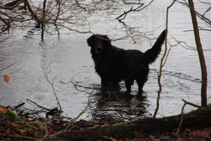 Flat coated retriever Nikka - Kalenderen siger januar...... men er der vand er der Nikka;-) billede 12