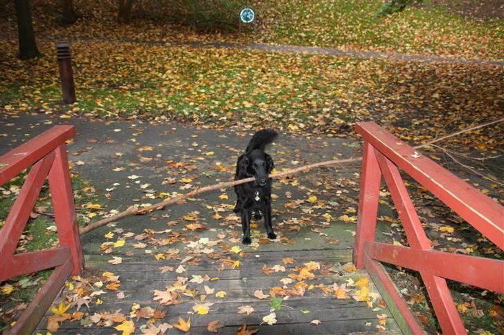 Flat coated retriever Nikka - HJÆÆÆLP hvordan får jeg min pind med hjem........ billede 13