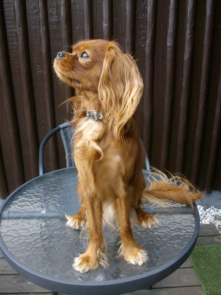 Cavalier king charles spaniel Cavalots Elvis billede 11