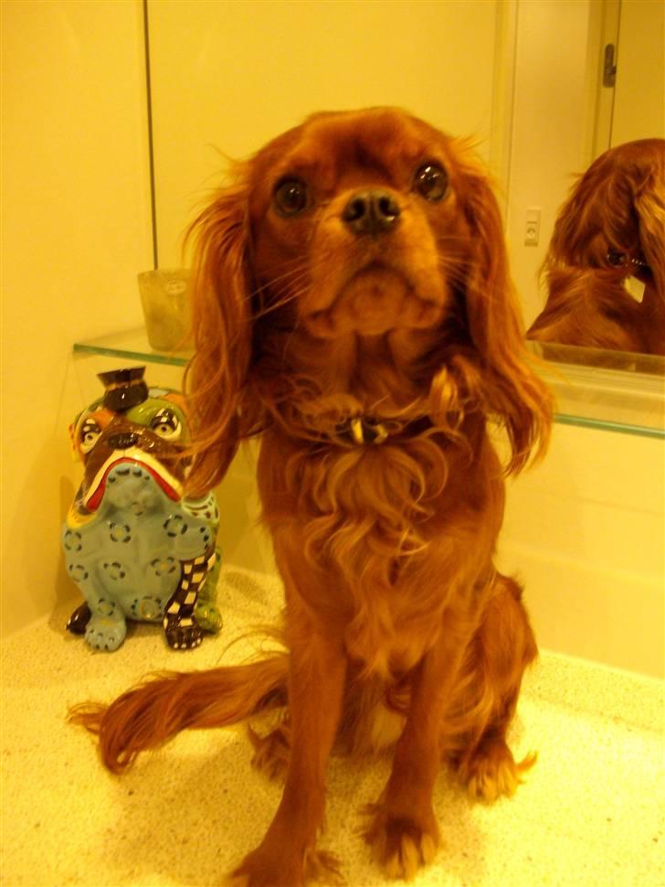 Cavalier king charles spaniel Cavalots Elvis billede 12