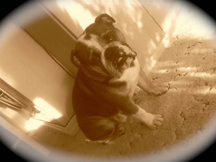 Engelsk bulldog MANSE - Manse :-) billede 1