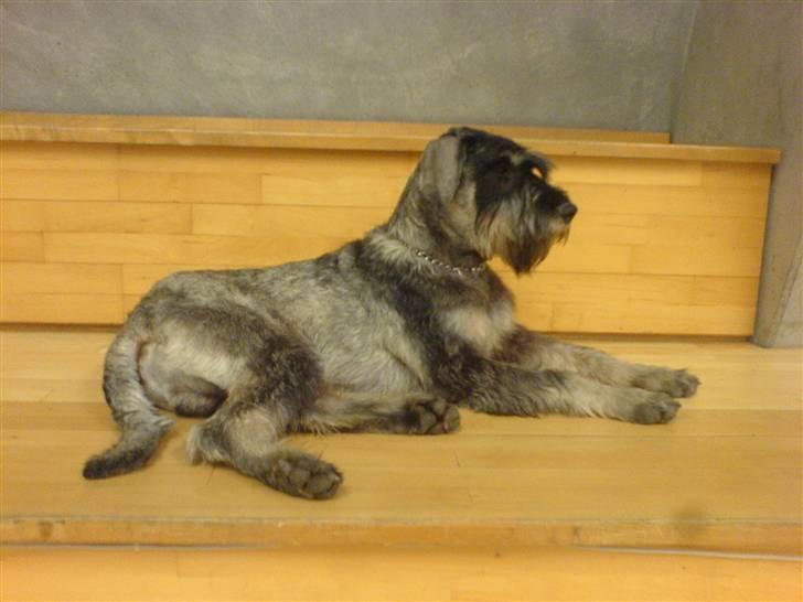 Riesenschnauzer Figge --død-- billede 1