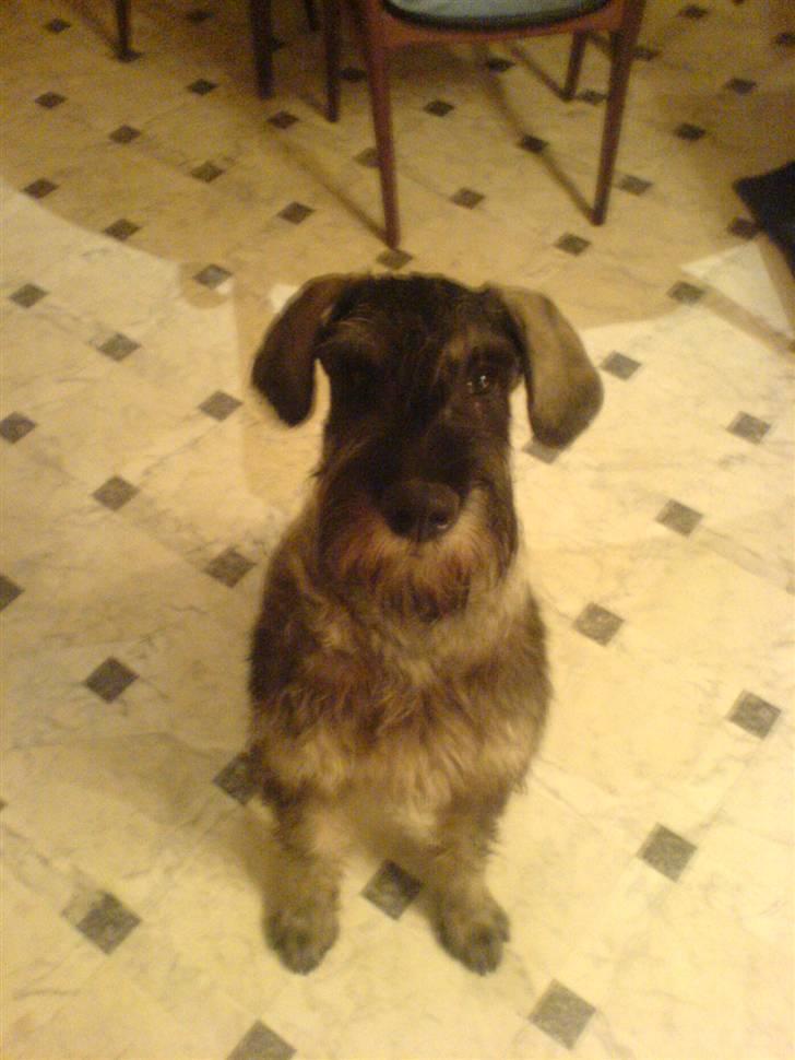 Riesenschnauzer Figge --død-- billede 2