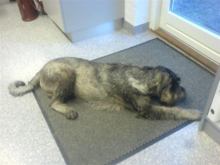 Riesenschnauzer Figge --død-- billede 3