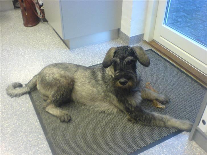 Riesenschnauzer Figge --død-- billede 4
